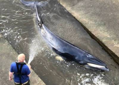 Застрявшего в шлюзе реки детеныша кита вызволили из западни спасатели