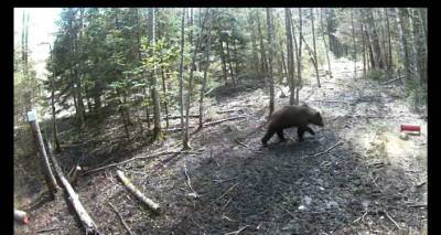 Редкий гость: в Лиепайском крае на видео попал любопытный медведь