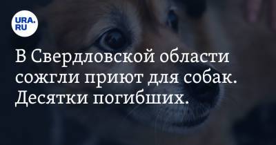 В Свердловской области сожгли приют для собак. Десятки погибших. Фото
