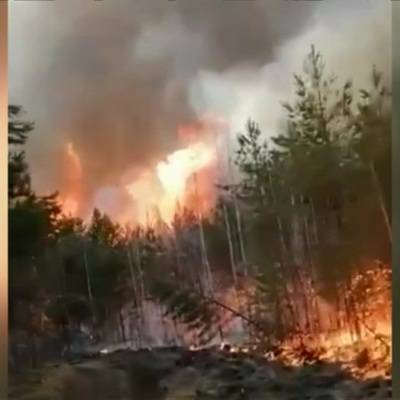 Более 1 тысячи человек задействовано в тушении лесных пожаров в Тюменской области