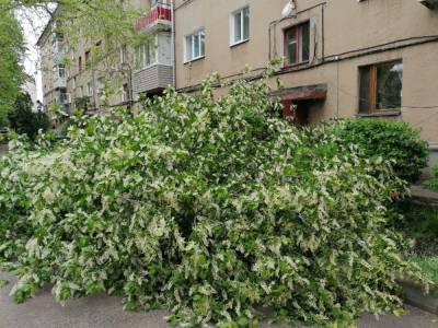 В Воронеже сильный ветер свалил цветущее дерево у подъезда жилого дома