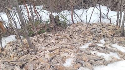 Свалку мёртвой форели обнаружили на севере Карелии