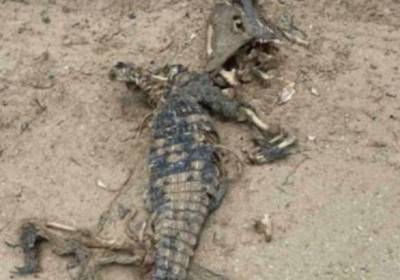 На пляже в Кирилловке отдыхающие нашли мертвого крокодила
