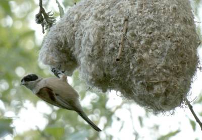 Краснокнижные птицы вьют гнезда-«варежки» в Петербурге