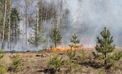 Стало известно, сколько лесных пожаров действует на территории Тюменской области