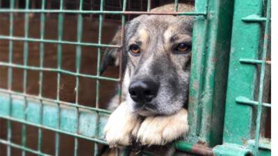 На Урале 30 собак погибло во время пожара в приюте