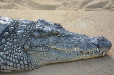 "Климат уже не тот": На азовском курорте нашли останки крокодила