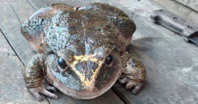 На Соломоновых островах нашли лягушку размером с младенца (фото, видео)