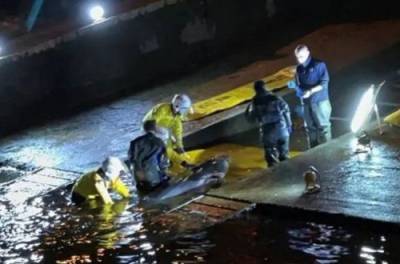 В Лондоне кит, заплывший в Темзу, застрял в шлюзе. ВИДЕО