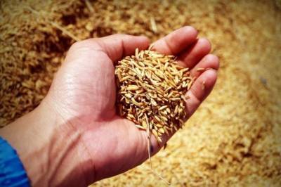 Абрамченко: Урожай зерновых в 2021 году может составить 120 млн тонн