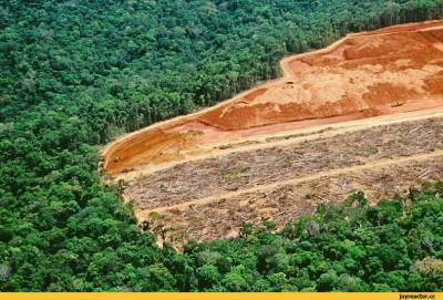 В Амазонке поставили рекорд по вырубке леса