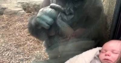В зоопарке США горилла прикипела глазами к спящему младенцу и "познакомила" его со своим детенышем (видео)