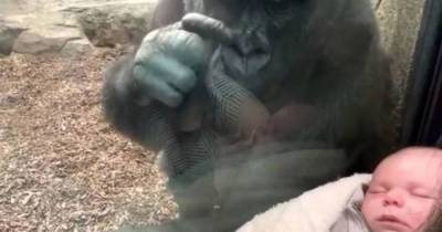 В зоопарке США горилла прикипела глазами к спящему младенцу и “познакомила” его со своим детенышем (видео)