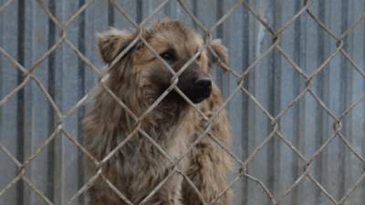 Половина собак уральского приюта под Екатеринбургом задохнулась при пожаре