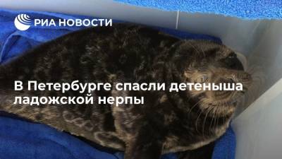 В Петербурге спасли детеныша ладожской нерпы
