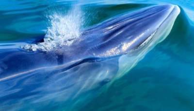 Дивовижний порятунок: У Лондоні врятували дитинча смугастого кита (ФОТОрепортаж)