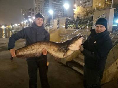 В центре Калининграда пойман гигантский сом весом более 25 кг