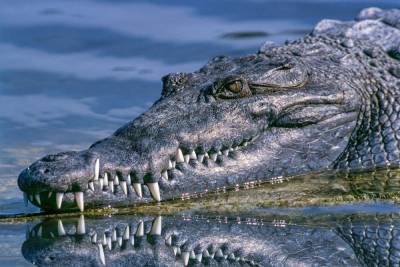 На берегу Азовского моря обнаружили мертвого крокодила