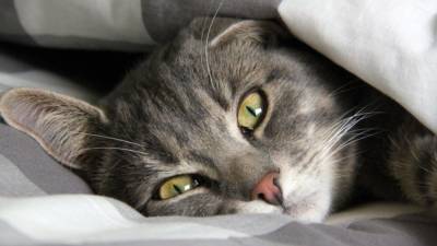 От милых до смешных: топ-10 кошачьих кличек в Германии