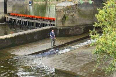 Трехметровый кит застрял в реке Темза: на место пришлось вызывать спасателей