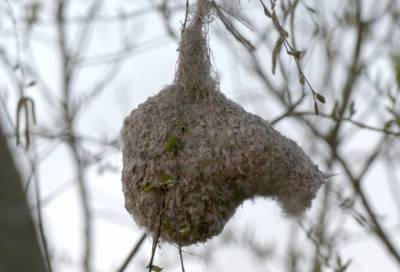 На деревьях в Петербурге заметили гнезда-"варежки"