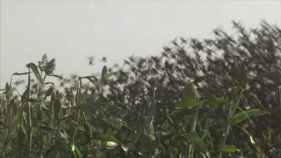 На севере Камеруна птицы уничтожили урожай проса