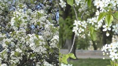В Чернигове цветет самая старая в Украине вишня-антипка: ей более 100 лет