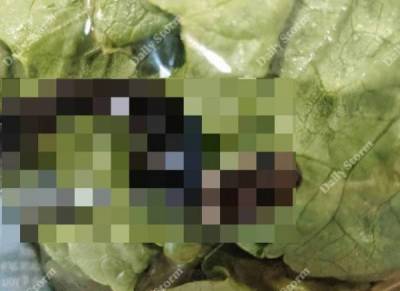 Мужчина в Австралии купил салат с одним из самых ядовитых существ в стране (3 фото)