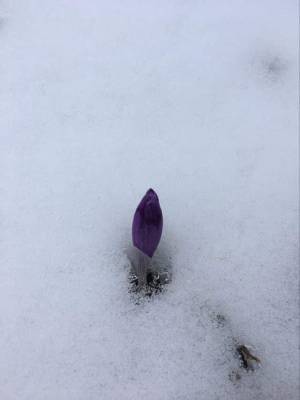 Весна в Карпатах победила зиму: в сети показали знаковое фото