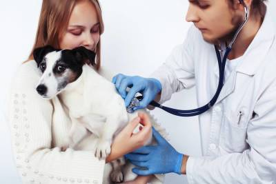 Что известно о вакцине от коронавируса для домашних животных?