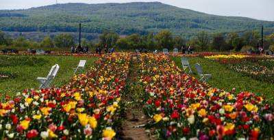 На Буковине высадили 160 видов тюльпанов на площади в 3 гектара - опубликованы фотографии - ТЕЛЕГРАФ