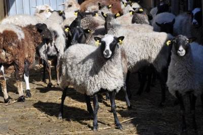 Алтайский пастух украл у фермера 15 овец и заявил, что съел их. Ему не верят - znak.com - респ. Алтай - район Майминский