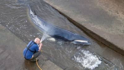 Маленького кита, который застрял на мели в Темзе, пришлось усыпить
