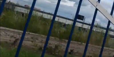 Стадион Олимпик в Донецке после оккупации зарос травой и сейчас выглядит печально - видео - ТЕЛЕГРАФ