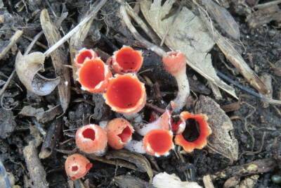 Краснокнижный мохнатый гриб нашли в лесу под Новосибирском: его называют «аленьким цветочком»