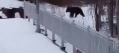 Голодный медведь бродит у вокзала на севере Карелии (ВИДЕО)