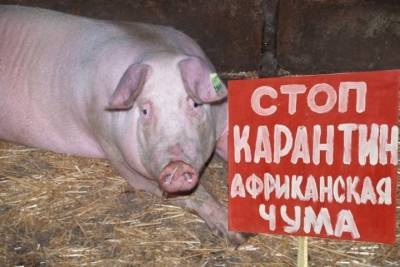 В Ярославле нашли чумную свинью - теперь начнётся резня
