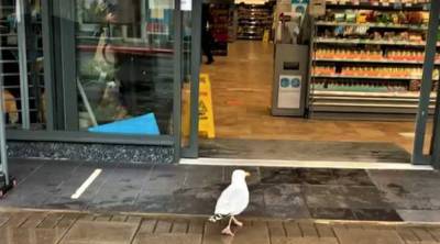 В Шотландии прохожие сняли на видео дерзкое ограбление магазина: воришка стал звездой соцсетей