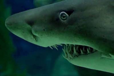 Лаборатория ВМС США разработает БПА с поверхностью, напоминающей кожу акулы