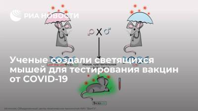 Ученые создали светящихся мышей для тестирования вакцин от COVID-19
