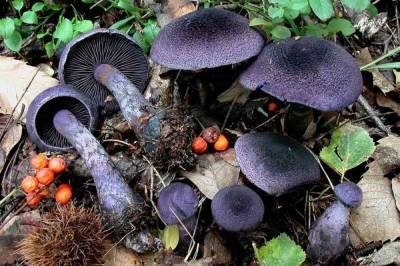 В Минэкологии Подмосковья напомнили об ограничении сбора краснокнижных грибов