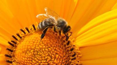 Медоносные пчелы оказались способны распознавать COVID-19 с помощью хоботка
