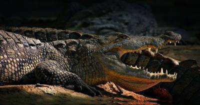 На популярном украинском курорте под Запорожьем нашли останки крокодила