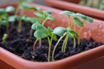 Что нужно знать при посадке капусты в грунт: 5 основных правил