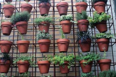 Биолог МГУ Чуб назвал комнатные растения, увлажняющие воздух в квартире
