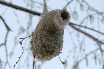 В Петербурге свили гнезда-варежки редкие птицы