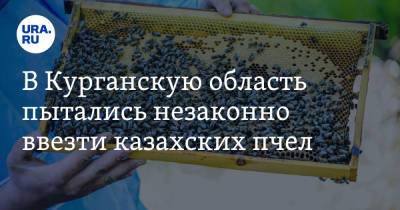 В Курганскую область пытались незаконно ввезти казахских пчел