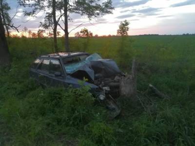 Снес дерево: в Краснодарском крае чудом выжил водитель без прав