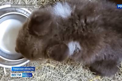 Маленькая медведица из Псковской области поладила с товарищами из тверского центра реабилитации