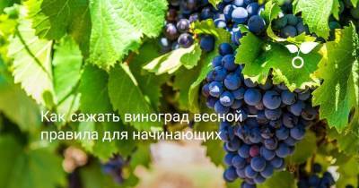 Как сажать виноград весной — правила для начинающих - skuke.net - Виноград